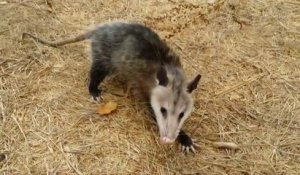 La technique de cet opossum pour qu'on le laisse tranquille est impressionnante