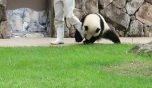 Le métier de soigneur pour panda n'est pas toujours simple