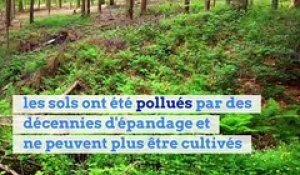 Une nouvelle forêt va pousser autour de Paris