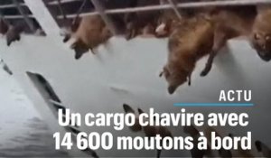 Roumanie : un cargo chavire avec 14.600 moutons à bord