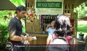 Philippines : une île sanctuaire pour les primates tarsiers
