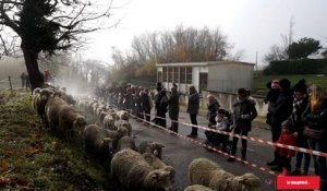 Cessieu - Transhumance : les 400 brebis d’Olivier sont presque arrivées à la bergerie