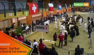 Concours national de chevaux de Trait Ardennais à Libramont