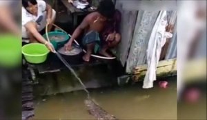 Un crocodile attend d'être nourri comme un chien...