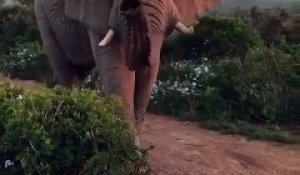 Impressionnant : cet éléphant passe tranquillement devant ces touristes