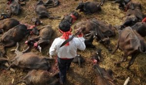 Népal : la plus grande cérémonie de sacrifice d'animaux au monde commence avec le massacre de 3500 buffles