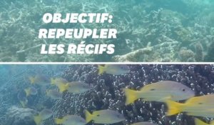Pour protéger les récifs coralliens, ces scientifiques utilisent le son