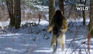 Le Rhinopithèque, le seul singe à marcher sur la neige debout