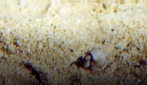 Des centaines de milliers de bernard-l'hermite meurent à cause de la pollution plastique