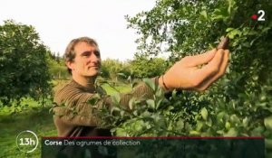 Corse : des agrumes de collection cultivés dans des vergers d'exception