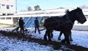 Pontarlier : deux chevaux s’invitent au lycée Xavier-Marmier !
