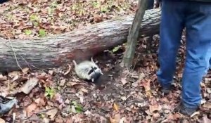 Il sauve un raton laveur coincé sous un tronc d'arbre