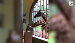 Quand les Girafes viennent voler votre petit dej' par la fenêtre de l'hotel au Kenya