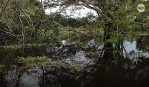 La déforestation de l'Amazonie a doublé en un an