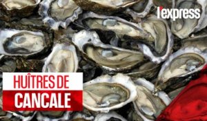 Huîtres de Cancale : le port de la Houle en effervescence