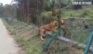 Des touristes assistent à un face à face entre 2 tigres