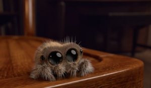 Lucas the spider, l'araignée toute mignonne qui ferait fondre un arachnophobe