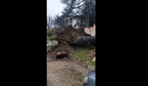 Tempête Elsa: cet arbre centenaire s'est écrasé sur une voiture dans la Loire, déraciné par la force du vent