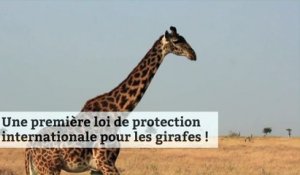 Une première loi de protection internationale pour les girafes !