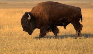 Le bison d'Amérique du Nord retrouve ses terres d'origines