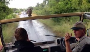 Ils échappent à un éléphant en colère en marche arrière !