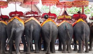 En Thaïlande, le sombre envers du décor des «éléphants à touristes»