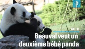 Zoo de Beauval: la femelle panda Huan Huan inséminée artificiellement