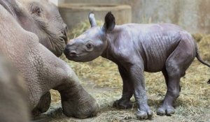 Un rhinocéros noir est né dans un zoo au Michigan ce 24 décembre, l'espèce étant «en danger critique d'extinction»