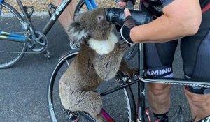 Australie : un koala déshydraté demande de l'aide à une cycliste qui le fait boire