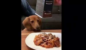Gourmand, ce chien essaye d'attraper le parmesan rapé avant qu'il touche les pâtes !