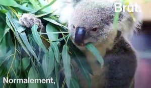 Une vidéo d'un koala assoiffé emblématique de la crise qui touche l'Australie