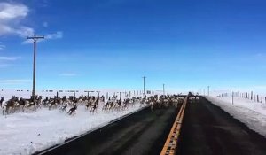 Incroyable : il croise des dizaines d'antilopes sur la route !