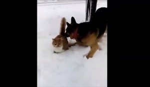Ce chien fait un sale coup à un pauvre chat