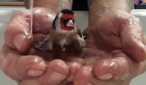 Son oiseau prend son bain dans ses mains... adorable