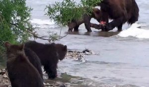 Une famille d'ours en pleine séance de pêche