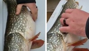 Un poisson avec une surprise