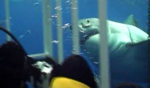 Un grand requin blanc vient mordre la cage de ces plongeurs