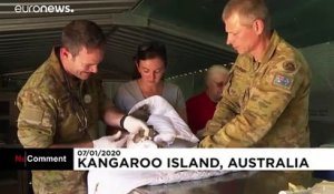 Sur l'île Kangourou, l'armée australienne vient en aide aux animaux blessés