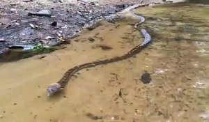 Regardez la taille de ce serpent qui nage... Belle bête