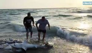 Ces touristes tentent de sauver un requin échoué sur la plage