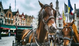 À Rouen, une calèche tractée par un cheval pour remplacer le bus scolaire divise les habitants