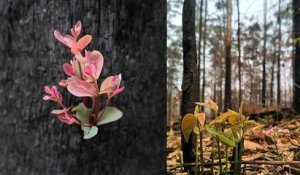 Ces photos de bushes australiens qui reprennent vie après les incendies redonnent de l'espoir