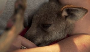 Ce refuge en Australie tente de sauver les animaux rescapés des incendies