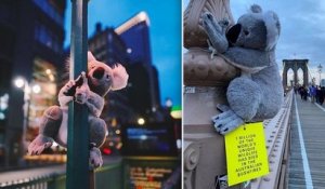 Des peluches de koalas dans les rues de New York afin d'encourager les dons pour l'Australie
