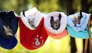 Ces couturières françaises confectionnent des poches en tissu pour sauver les bébés kangourous d'Australie