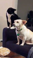 Un Chat Reflechit Longtemps Avant De Frapper Un Chien Sur Orange Videos