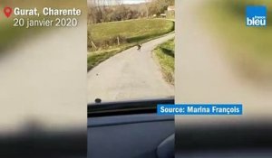 Les images du loup gris aperçu à Gurat en Charente