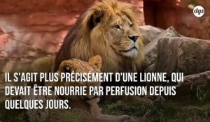 Soudan : malade et mal-nourri, l'un des lions du zoo de Khartoum est mort