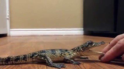 Ce Bebe Crocodile Est Deja Tres En Colere Pour Son Age Sur Orange Videos