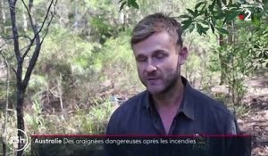 Australie : les incendies ont favorisé la prolifération d'araignées dangereuses